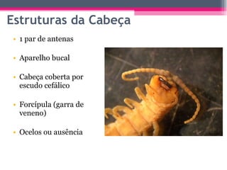 Estruturas da Cabeça 1 par de antenas Aparelho bucal Cabeça coberta por escudo cefálico Forcípula (garra de veneno) Ocelos ou ausência 