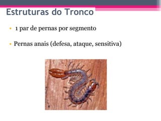 Estruturas do Tronco 1 par de pernas por segmento Pernas anais (defesa, ataque, sensitiva)  
