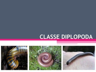 CLASSE DIPLOPODA 