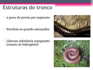 Estruturas do tronco 2 pares de pernas por segmento Enrolam-se quando ameaçados Liberam substância repugnante (cianeto de hidrogênio) 