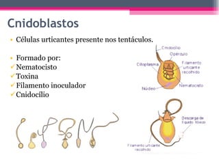 Cnidoblastos Células urticantes presente nos tentáculos. Formado por: Nematocisto Toxina Filamento inoculador Cnidocílio 