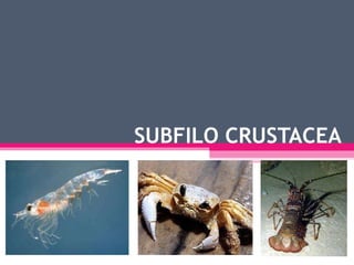 SUBFILO CRUSTACEA 
