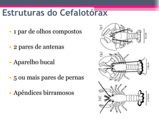 Estruturas do Cefalotórax 1 par de olhos compostos 2 pares de antenas Aparelho bucal 5 ou mais pares de pernas Apêndices birramosos 