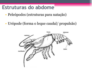 Estruturas do abdome Peleópodes (estruturas para natação) Urópode (forma o leque caudal/ propulsão) 