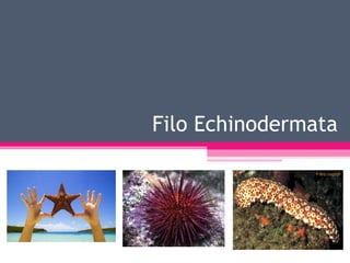 Filo Echinodermata 
