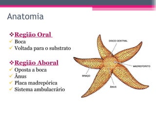 Anatomia Região Oral  Boca Voltada para o substrato Região Aboral Oposta a boca Ânus Placa madrepórica Sistema ambulacrário 