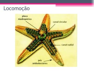 Locomoção 