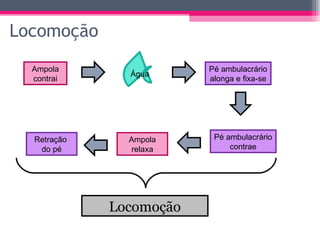 Locomoção Ampola contrai Água Pé ambulacrário alonga e fixa-se Retração  do pé Ampola relaxa Pé ambulacrário contrae Locomoção 