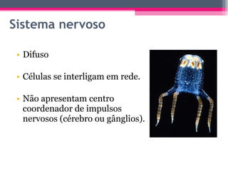 Sistema nervoso Difuso Células se interligam em rede. Não apresentam centro coordenador de impulsos nervosos (cérebro ou gânglios). 