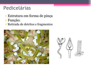 Pedicelárias Estrutura em forma de pinça Função: Retirada de detritos e fragmentos 