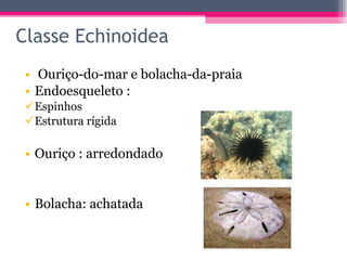 Classe Echinoidea Ouriço-do-mar e bolacha-da-praia Endoesqueleto : Espinhos Estrutura rígida Ouriço : arredondado Bolacha: achatada 