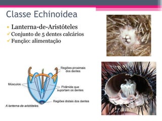 Classe Echinoidea Lanterna-de-Aristóteles Conjunto de 5 dentes calcários  Função: alimentação 