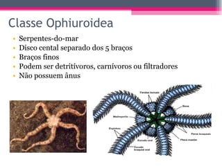 Classe Ophiuroidea Serpentes-do-mar Disco cental separado dos 5 braços Braços finos Podem ser detritívoros, carnívoros ou filtradores Não possuem ânus 