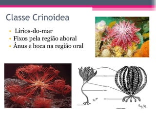 Classe Crinoidea Lírios-do-mar Fixos pela região aboral Ânus e boca na região oral 