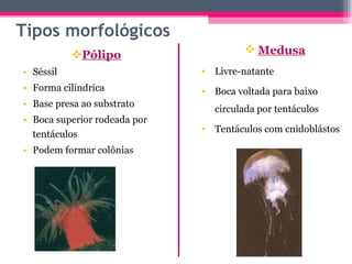 Tipos morfológicos Pólipo Séssil Forma cilíndrica Base presa ao substrato Boca superior rodeada por tentáculos Podem formar colônias Medusa Livre-natante Boca voltada para baixo circulada por tentáculos Tentáculos com cnidoblástos  