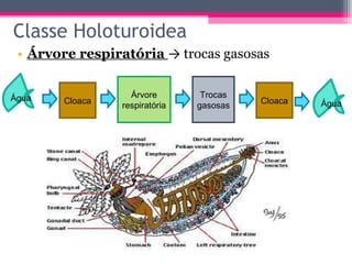 Classe Holoturoidea Árvore respiratória  ->  trocas gasosas Água Cloaca Árvore respiratória Trocas gasosas Cloaca Água 