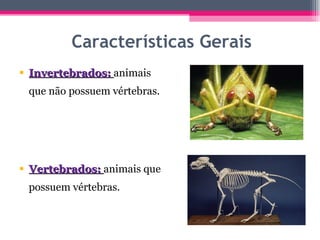 Características Gerais Invertebrados:  animais que não possuem vértebras. Vertebrados:  animais que possuem vértebras. 