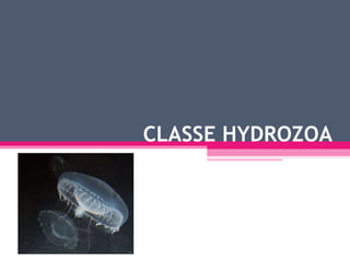 CLASSE HYDROZOA  