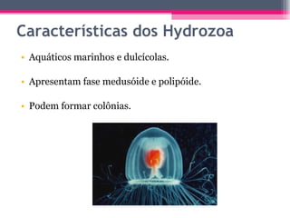 Características dos Hydrozoa Aquáticos marinhos e dulcícolas. Apresentam fase medusóide e polipóide. Podem formar colônias.  