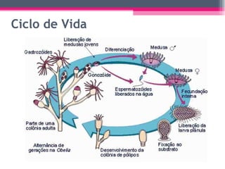 Ciclo de Vida 