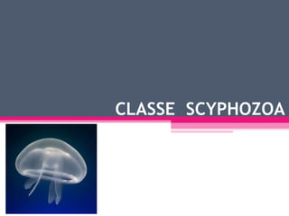 CLASSE  SCYPHOZOA 