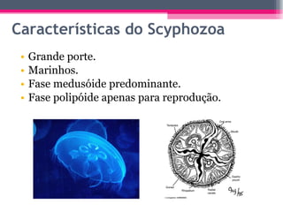 Características do Scyphozoa Grande porte. Marinhos. Fase medusóide predominante. Fase polipóide apenas para reprodução. 