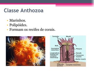 Classe Anthozoa Marinhos. Polipóides. Formam os recifes de corais. 