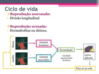 Ciclo de vida Reprodução assexuada: Divisão longitudinal Reprodução sexuada: Hermafrofitas ou dióicos. macho fêmea Gameta masculino Gameta feminino Cavidade gastovascular da fêmea Fecundação Larva plânula Fixa-se no solo 