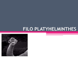 FILO PLATYHELMINTHES 