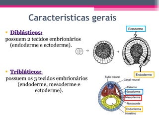 Características gerais Diblásticos: possuem 2 tecidos embrionários (endoderme e ectoderme). Tribláticos:  possuem os 3 tecidos embrionários (endoderme, mesoderme e ectoderme). c c c Ectoderme Endoderme 