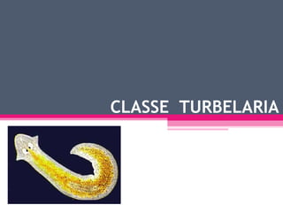 CLASSE  TURBELARIA 