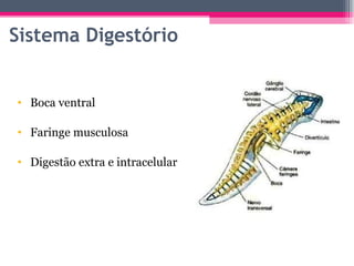 Sistema Digestório Boca ventral Faringe musculosa Digestão extra e intracelular 