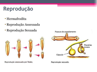 Reprodução Hermafrodita Reprodução Assexuada Reprodução Sexuada 