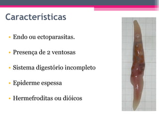 Características Endo ou ectoparasitas. Presença de 2 ventosas  Sistema digestório incompleto Epiderme espessa  Hermefroditas ou dióicos 