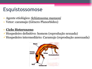 Esquistossomose Agente etiológico:  Schistosoma mansoni Vetor: caramujo (Gênero Planorbídeo) Ciclo Heteroxeno Hospedeiro definitivo: homem (reprodução sexuada) Hospedeiro intermediário: Caramujo (reprodução assexuada) 