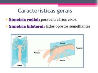 Características gerais Simetria radial:  possuem vários eixos. Simetria bilateral:  lados opostos semelhantes. 
