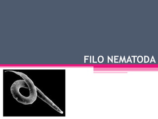 FILO NEMATODA 
