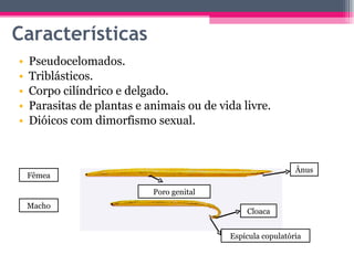 Características Pseudocelomados. Triblásticos. Corpo cilíndrico e delgado. Parasitas de plantas e animais ou de vida livre. Dióicos com dimorfismo sexual. Fêmea Macho Poro genital Ânus Cloaca Espícula copulatória 
