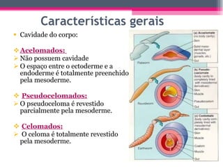 Características gerais Cavidade do corpo: Acelomados:  Não possuem cavidade O espaço entre o ectoderme e a endoderme é totalmente preenchido pela mesoderme. Pseudocelomados: O pseudoceloma é revestido parcialmente pela mesoderme. Celomados: O celoma é totalmente revestido pela mesoderme. 