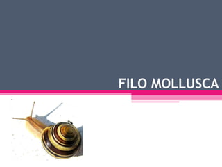FILO MOLLUSCA 