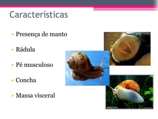 Presença de manto Rádula Pé musculoso Concha Massa visceral Características 