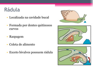 Localizada na cavidade bucal Formada por dentes quitinosos curvos Raspagem Coleta de alimento Exceto bivalves possuem rádula Rádula 