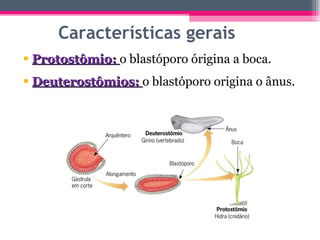Características gerais Protostômio:  o blastóporo órigina a boca. Deuterostômios:  o blastóporo origina o ânus.  