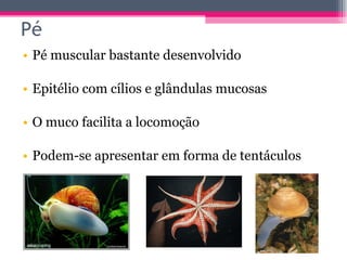 Pé muscular bastante desenvolvido Epitélio com cílios e glândulas mucosas O muco facilita a locomoção Podem-se apresentar em forma de tentáculos Pé 