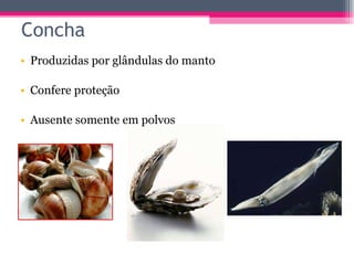 Produzidas por glândulas do manto Confere proteção  Ausente somente em polvos Concha 