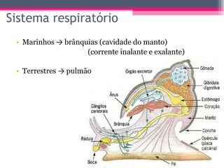 Sistema respiratório Marinhos  ->  brânquias (cavidade do manto) (corrente inalante e exalante) Terrestres  ->  pulmão 