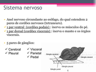 Sistema nervoso Anel nervoso circundante ao esôfago, do qual estendem 2 pares de cordões nervosos (tetraneuro). 1 par ventral  (cordões podais)  : inerva os músculos do pé. 1 par dorsal (cordões viscerais)  : inerva o manto e os órgãos viscerais. 5 pares de gânglios: Cerebral Pleural Visceral Parietal Pedal 