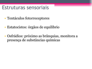 Estruturas sensoriais Tentáculos fotorreceptores Estatocistos: órgãos de equilíbrio  Osfrádios: próximo as brânquias, monitora a presença de substâncias químicas  