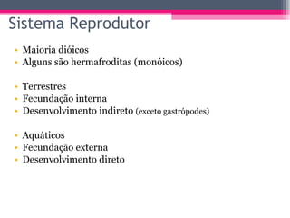 Sistema Reprodutor Maioria dióicos  Alguns são hermafroditas (monóicos) Terrestres Fecundação interna Desenvolvimento indireto  (exceto gastrópodes) Aquáticos Fecundação externa Desenvolvimento direto 