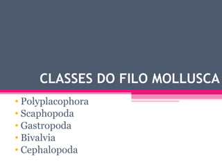 CLASSES DO FILO MOLLUSCA Polyplacophora Scaphopoda Gastropoda Bivalvia Cephalopoda 